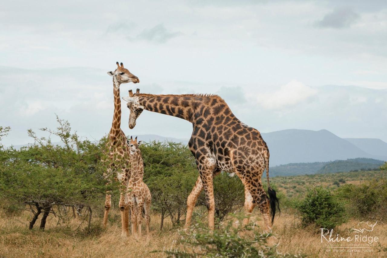 Rhino Ridge Safari Lodge KwaNompondo エクステリア 写真