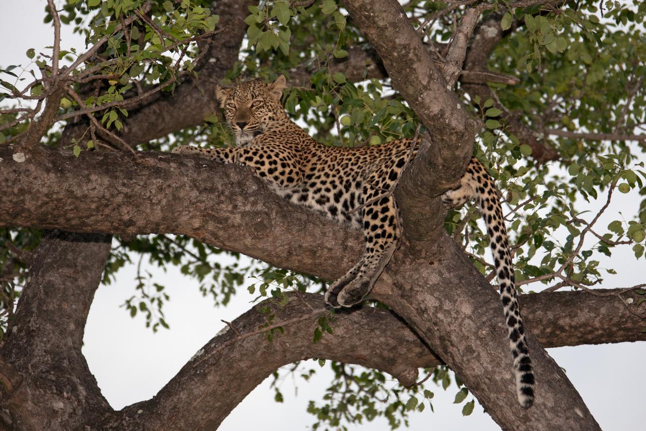 Rhino Ridge Safari Lodge KwaNompondo エクステリア 写真